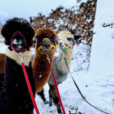 Gästehaus Elisabeth
